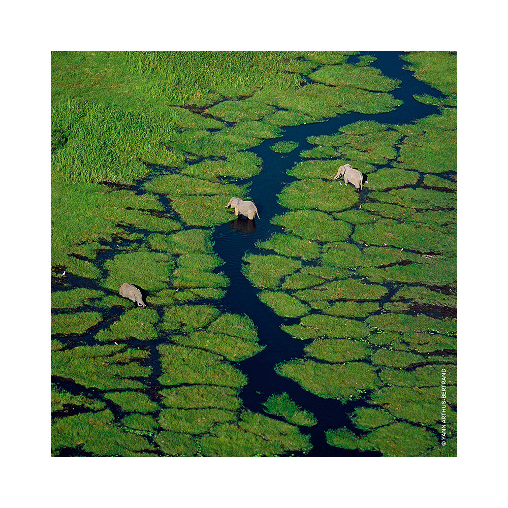 Aqua Allegoria Herba Fresca - GUERLAIN - Banango Shop