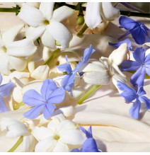 Dolce Blue Jasmine - DOLCE & GABBANA - Banango Shop