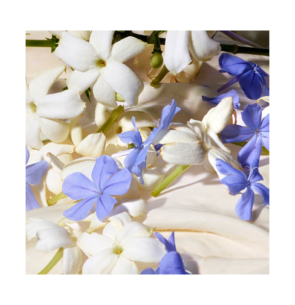 Dolce Blue Jasmine - DOLCE & GABBANA - Banango Shop