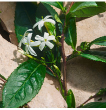 Light Blue Capri In Love - DOLCE & GABBANA - Banango Shop