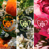 Aqua Allegoria Forte Mandarine Basilic Eau de Parfum Estuche - GUERLAIN - Banango Shop